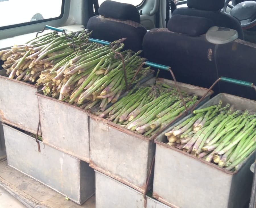 Gönen Kuşkonmaz Bahçesi - 4