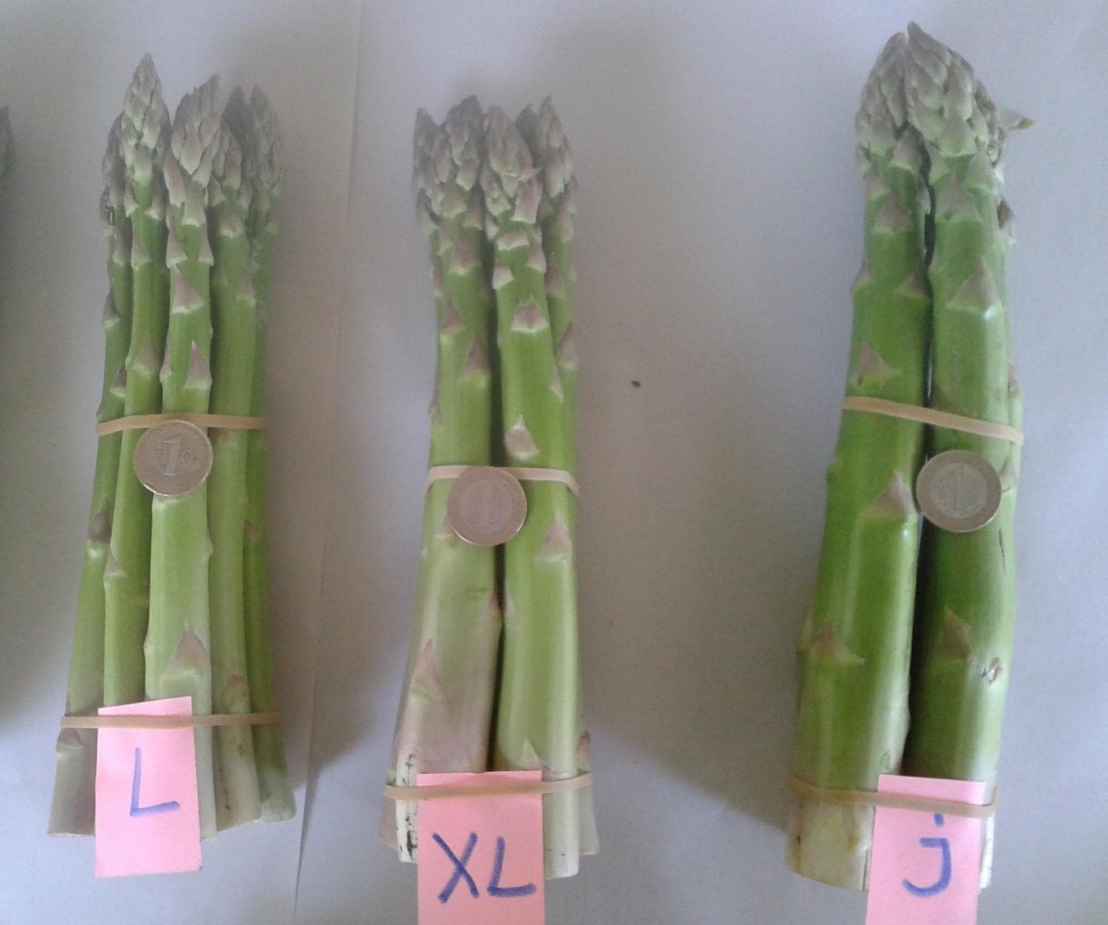 Gönen Kuşkonmaz Bahçesi - 6